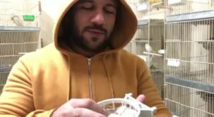 Ahmed Mekky Instagram - صباح التفاٶل ... اول انتاج الکناری السنه دی ... ربنا یبارک 
#AhmedMekky #elkebeer #canary #الکناری # #nest #الکناری_الکویت_البحرین_القطر #الکنار  #birdsofinstagram #birds #singingbirds #pets #hobbies #peace #smile #goodmorning