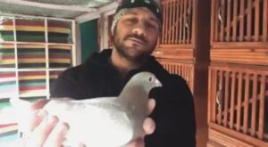 Ahmed Mekky Instagram - اول یوم ( لقو ) تزاوج ... والحب من اول نظره 
العریس ( سبع البرومبه ) و العروسه ( کاب کیک ) 
من جوه ( اللوفت ) غیتی ... ربنا یبارک

#AhmedMekky #elkebeer #pigeon #birdsofinstagram #birds #racingpigeons #pets #hobbies #love #mating #loft #morning