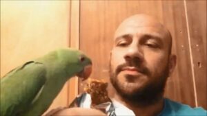 Ahmed Mekky Instagram - بسم الله یا جماعه ... :) #AhmedMekky #elkebeer #pets #handfeeding #handfeedingbirds #birdsofinstagram #birds #indianringneck #peace #bond #friends #parrots