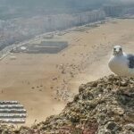 Ahmet Kürşat Öçalan Instagram - My #seagull #friend in #nazare #portugal -Bi de sole don. Tamam! Sen de beni cek! -cibili cibili sip sak sak!