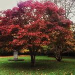 Ahmet Kürşat Öçalan Instagram - #fall in #karlovyvary