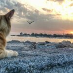 Ahmet Kürşat Öçalan Instagram - A #cool #cat in #istanbul #cityofcats