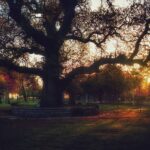 Ahmet Kürşat Öçalan Instagram - 600 yillik #ağaç 600 years-old #tree in #istanbul