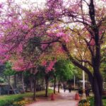 Ahmet Kürşat Öçalan Instagram - #bahar #fenerbahçe parki #spring in #istanbul