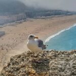 Ahmet Kürşat Öçalan Instagram - My #seagull #friend in #nazare #portugal -Bi de sole don. Tamam! Sen de beni cek! -cibili cibili sip sak sak!
