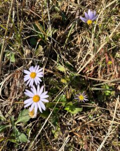 Ahn Cheol-soo Instagram - 장인 어르신께 인사드리러 여수에 다녀왔습니다. 겨울에 접어드는 때인데도 산소 주변에 들꽃들이 아름답게 피어 있었습니다. #여수 #처가 #장인 #성묘