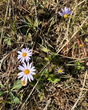 Ahn Cheol-soo Instagram - 장인 어르신께 인사드리러 여수에 다녀왔습니다.
겨울에 접어드는 때인데도 산소 주변에 들꽃들이 아름답게 피어 있었습니다.

#여수 #처가 #장인 #성묘