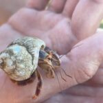 Ajay Friese Instagram - in 8th grade I was OBSESSED with hermit crabs #truestory 🐚🦀