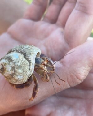 Ajay Friese Instagram - in 8th grade I was OBSESSED with hermit crabs #truestory 🐚🦀