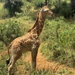 Akshita Bopaiah Instagram - Feeding giraffe was my first experience and staying close to it 🦒…#kenya vibe 🙌 Kenya, Africa
