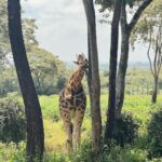 Akshita Bopaiah Instagram - Feeding giraffe was my first experience and staying close to it 🦒…#kenya vibe 🙌 Kenya, Africa