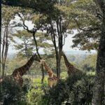 Akshita Bopaiah Instagram - Feeding giraffe was my first experience and staying close to it 🦒…#kenya vibe 🙌 Kenya, Africa
