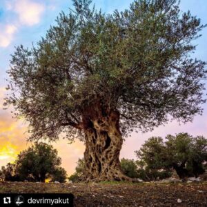 Ali Düşenkalkar Instagram - #Repost @devrimyakut with @make_repost
・・・
Yeryüzünün en en kadim,en bilge,en şifalı,insanoğlunun binlerce yıldır barışın simgesi olarak gördüğü ZEYTİN ağaçlarının "Kesilme"kararının altına imza atarken birinizin bile yüreği sızlamadi mi? Bu toprakların binlerce yıldır bağrına bastığı bu mücevhere bu muamele reva mı? Bizi duymuyorsunuz,hiç kutsal kitap da mı okumadınız.?Bu akıl tutulmasına son verin! Diyecek söz yok.Taş kesilmiş kalplerimize şifa aksın...#zeytinimedokunma