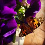 Amanda Righetti Instagram - #happyearthday