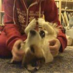 Amelia Gething Instagram - I had to say goodbye to my best friend recently. He was the happiest, most loving boy and I couldn’t have wished for a better little buddy. I will keep you in my heart forever and always, Monty. I love you so so much. Rest in peace little guy 🤍