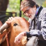 Amitabh Bachchan Instagram - गौ माता का प्रेम अपार ! धन्य हैं हम , उनका स्नेह पाकर । एक अद्भुत परिचय ! This is Rani , at friend Avinash farm .. so loving and full of affection for the visitor .. she listened when I spoke to her 🚩🚩🚩🙏🏻🙏🏻🙏🏻