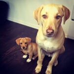 Amy Pemberton Instagram - Oh my gaaaaaaddddd just found this.... look at their ridiculous little faces!!!!! 😍 Not coping!!!! ❤️ Louie 1yr and Luna 4 months 🤦🏻‍♀️... #bestbuds #misterlouie #littleluna