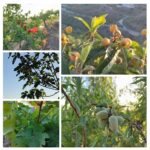 An Swartenbroekx Instagram - Avondzon over onze ontluikende fruitoogst. (Granaatappels, vijgen, druiven, Japanse mispels, amandelen)