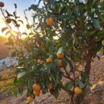 An Swartenbroekx Instagram - Ons vitaminenboompje.🍊