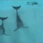 An Swartenbroekx Instagram - De Droomfabriek 30 jaar geleden. Toen ik 'de droom der dromen' mee mocht inkleuren. 😀🐬 @bart_peeters_officieel #throwback