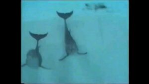 An Swartenbroekx Instagram - De Droomfabriek 30 jaar geleden. Toen ik 'de droom der dromen' mee mocht inkleuren. 😀🐬 @bart_peeters_officieel 
#throwback