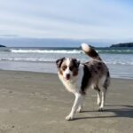 Andrew Francis Instagram – Best place to stay while visiting #Tofino @hotelzed @roartofino 

Dog friendly and so much fun! 🌊

.
.
.
#rebelsagainsttheordinary #hotelzed #roartofino #heartheroar #dogcontent #cutedog #funnydog #doggies #vancouver #britishcolumbia #vancouverisland Tofino, British Columbia