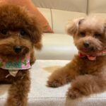 Andy Bian Instagram - 你是貓派還狗派～ 不管什麼派，他們永遠都是你一輩子的小孩唷❤️❤️❤️ #5M #13Y