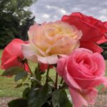 Anthony Albanese Instagram – Happy Valentines Day 🌹 The Lodge, Canberra