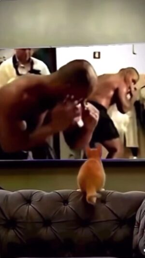 Anthony Yarde Instagram - Mike even influencing animals 😂😂😂
 #MikeTyson