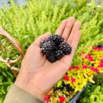 Ariel D. King Instagram – Meanwhile, in my mothers beautiful garden producing the #caviar of nature “Blackberries”

The love of nature is insurmountable 

I am in no hurry. 

#gardening #organic