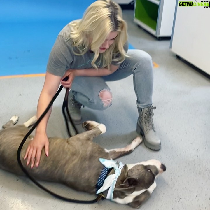 Ariel Winter Instagram - Sweet, ADOPTABLE Ofelia (7years 55lbs) & I will be on @nbccalive @_kimcaldwell tomorrow promoting one of my favorite rescues @wagsandwalks, my favorite breed #pittie and #adoptdontshop !!!! Tune in 11:30am PST to see the most loving girl in the whole world! Thank you @charlienunnphotography for your work with me & Ofelia, and always doing what you can to help deserving pups like her find their forever homes! Swipe to see me smother her with kisses and a video at the end showing just how much of a cozy girl she is🥰 go to wagsandwalks.org to find out more information regarding fostering, donating, ADOPTINGGGG and more❤️ #pitbull #pitbulls #pitbullsofinstagram #adoptdontshop #rescuedog #rescuedogsofinstagram #nbc #dogphotography #news #love #adoptme Wags and Walks