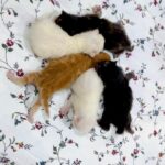 Arishfa Khan Instagram - New family members❤️🥺 Say “MASHALLAH” in the comments! They are just 3 days born babies😍 Omg😳 now i have 9 cats 🐈 Allah bless them🤲🏻