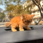 Arishfa Khan Instagram - Jummah mubarak🤍 My lil baby #ginger 🫶🏻🥺