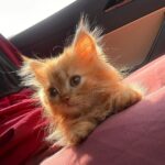 Arishfa Khan Instagram - Jummah mubarak🤍 My lil baby #ginger 🫶🏻🥺