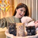 Arishfa Khan Instagram - Happy 2 months my little babies❤️🐾 You’ll are my life🫀🥺 (26.01.2024) #kittens #catsofinstagram #2monthscomplete