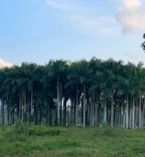 Arleth Terán Instagram - Una de mis grandes pasiones es hacer largas cabalgatas y que mejor compañía que @leonalexanderlaet quien heredó mi gusto por los caballos. Esta es otra relajante actividad que se puede realizar en	 @haciendadelosmarcos lugar precioso donde nos hospedamos en #lahuastecaPotosína muy agradecida por todas sus atenciones GRACIAS @andypanda___ @analucilagr por todas tus atenciones, Adriana y Jesús nos consintieron mucho. 😘 ♥️ 🏇🇲 🇽@ivanfloresfoto @turismovalles