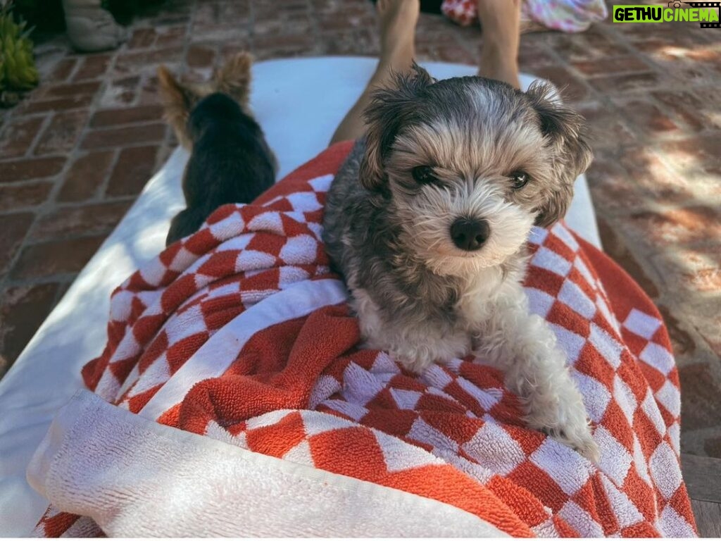 Ashley Tisdale Instagram - It’s Sushi Sue’s birthday 🎉🎂❤️ Sushi you are the most loving dog, You somehow know when one of us needs a little extra love and are always there. I love you so much smoosh 🍣