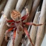 Ashton Kutcher Instagram - What kind of spider is this? In California