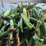 Ashton Kutcher Instagram - LA corn harvest. You can take the boy out of Iowa but... #backyard #organic