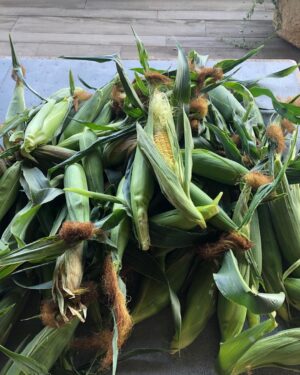 Ashton Kutcher Instagram - LA corn harvest. You can take the boy out of Iowa but...
#backyard #organic