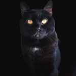 AuronPlay Instagram - Hoy es el #DiaInternacionalDelGato y que mejor que una foto de don gato. 📸 @_bjean_