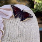 Aurora Ruffino Instagram - I’ve found a new friend.. 🦋♥️ #love #butterfly
