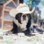 Austin Amelio Instagram - Best damn dog. Sweet Panda girl. #mediumformat