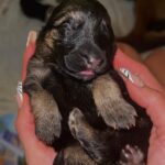 Bárbara de Regil Instagram - Nunca voy a olvidar esta experiencia que me regalo Kai ( segunda foto ) y Enzo el papa ( tercera foto ) Fueron 6 perritos - ya 4 meses después regalamos a 5 🐾 A 5 familias que conozco y quiero y se van a AMARLOS y cuidarlos como yo lo haría , la que se quedó conmigo fue Hakuna 🦋 Btw : después de esta experiencia ya todos mis perros esterilizados 😅 Mexico