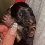 Bárbara de Regil Instagram - Nunca voy a olvidar esta experiencia que me regalo Kai ( segunda foto ) y Enzo el papa ( tercera foto ) Fueron 6 perritos - ya 4 meses después regalamos a 5 🐾 A 5 familias que conozco y quiero y se van a AMARLOS y cuidarlos como yo lo haría , la que se quedó conmigo fue Hakuna 🦋 Btw : después de esta experiencia ya todos mis perros esterilizados 😅 Mexico