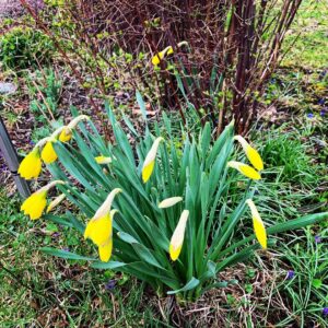 Babben Larsson Instagram - Det blir i alla fall påskliljor och dillpioner i år.
#livetpalandet #mygarden #spring
