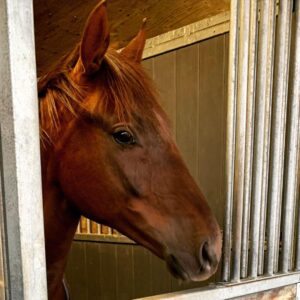 Babben Larsson Instagram - King Kaye drömmer att det snart ska bli sommar så han får springa fort.
#brogalopp #tvååring