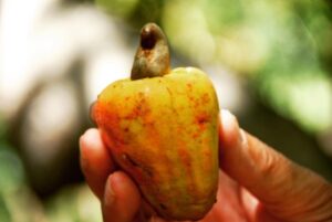 Babben Larsson Instagram - Undrat hur cashewnötter växer? Snubblade över den här bilden från Kenya i min mobil. 
De är ”hängen” under cashewäpplet omgivna av ett giftigt skal som rostas för att kunna pillas bort. ”Nöten” är cashewäpplets enda frö.
#naturskolan #cashew #lamu  #kenya