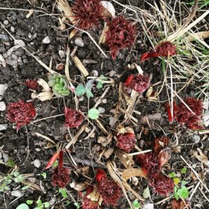 Babben Larsson Instagram - Det blir i alla fall påskliljor och dillpioner i år.
#livetpalandet #mygarden #spring