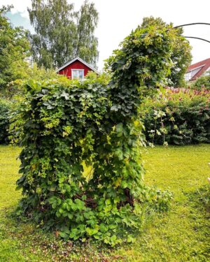 Babben Larsson Instagram - Humlehäst.